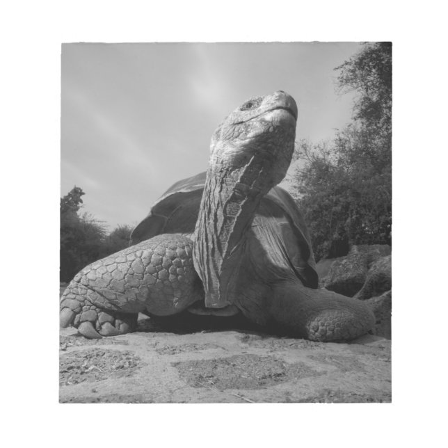 Ecuador, Galapagos Islands National Park, Santa Notepad (Front)