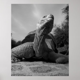 Ecuador, Galapagos Islands National Park, Santa Poster