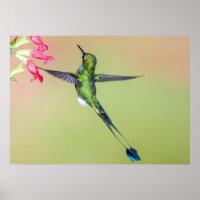 Ecuador Hummingbird with Long Tail Feathers