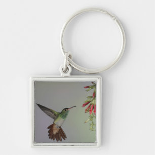 Ecuador, Tandayapa Bird Lodge. Rufous-tailed Key Ring