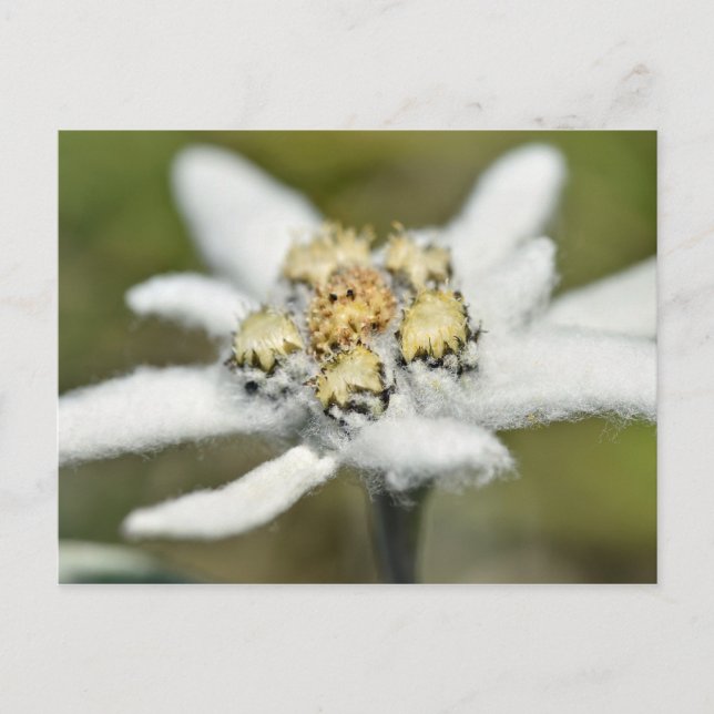 Edelweiss Alpine flower Postcard (Front)