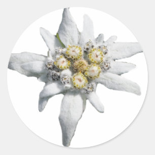 Edelweiss Classic Round Sticker