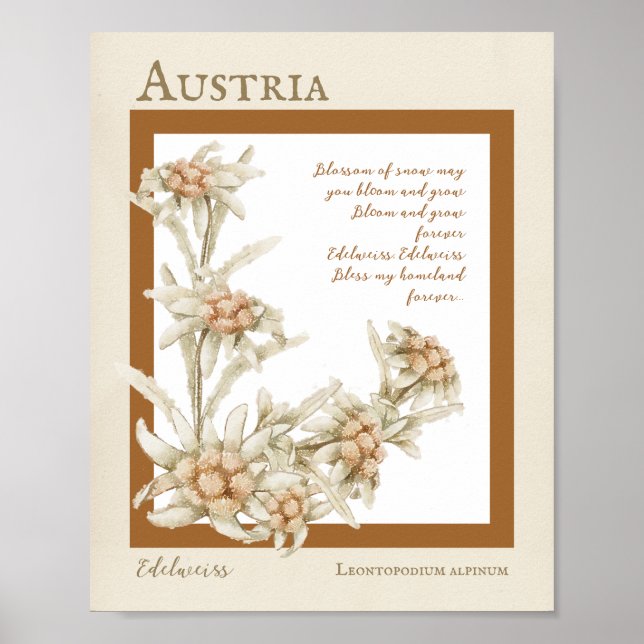 Edelweiss Flower Austria  Poster (Front)