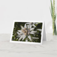 Edelweiss Flower Folded Blank Greeting Card