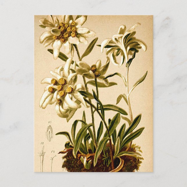 Edelweiss Flowers Vintage Botanical Illustration Postcard (Front)