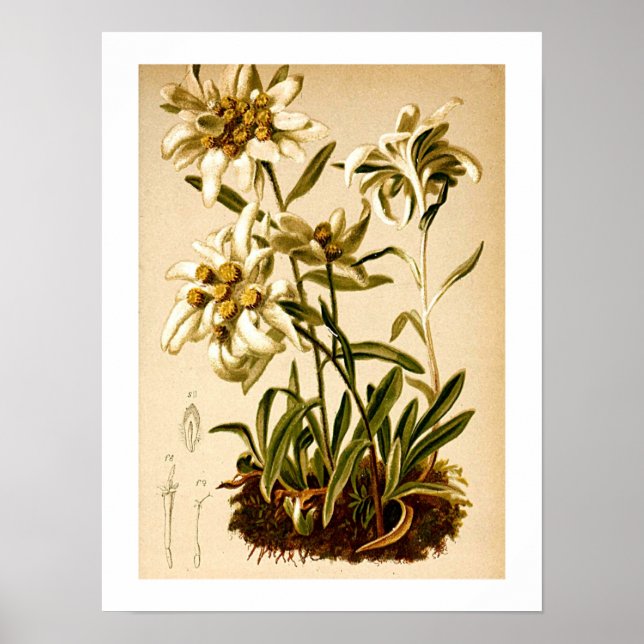 Edelweiss Flowers Vintage Botanical Illustration  Poster (Front)