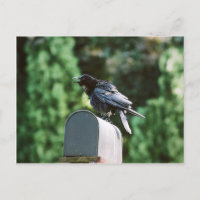 Edgar Allan Crow, postcard