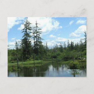 Edge of the Forest Postcard