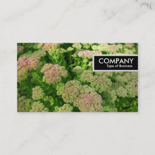Edge Tag - Sedum "Autumn Joy"