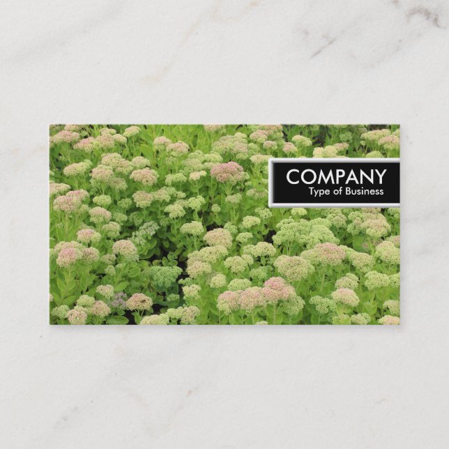 Edge Tag - Sedum (Autumn Joy) (Front)