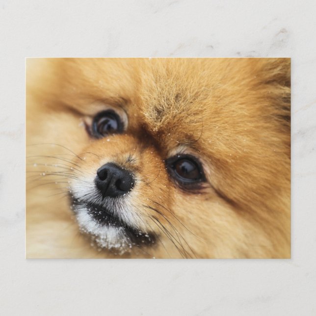 Edgrrrr #1 postcard (Front)