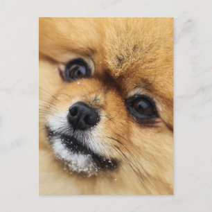 Edgrrrr #1 postcard