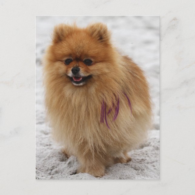 Edgrrrr #2 - Pomeranian Postcard (Front)