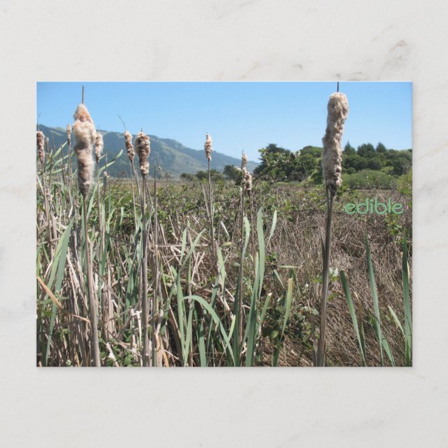 edible cattail postcard (Front)
