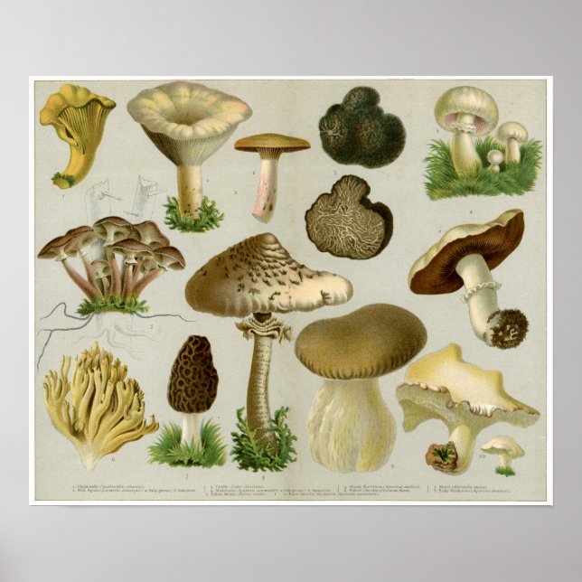 Edible Fungi - Mushrooms and Toadstools Poster (Front)