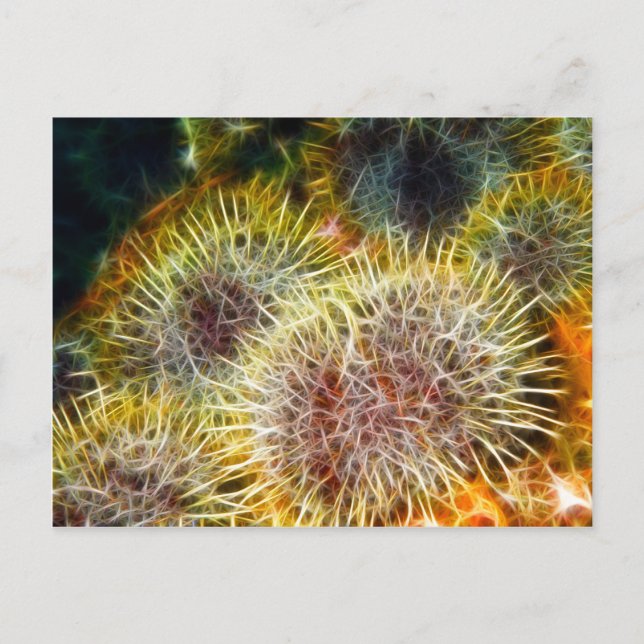 Edible Sea Urchin Postcard (Front)