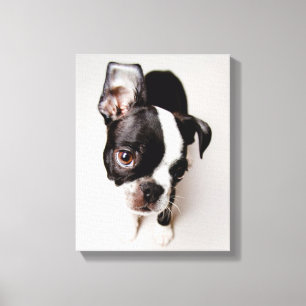 Edison Boston Terrier puppy. Canvas Print