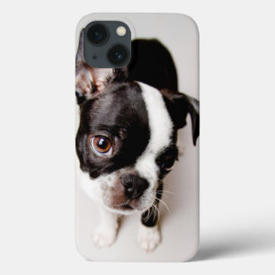 Edison Boston Terrier puppy. iPhone 13 Case
