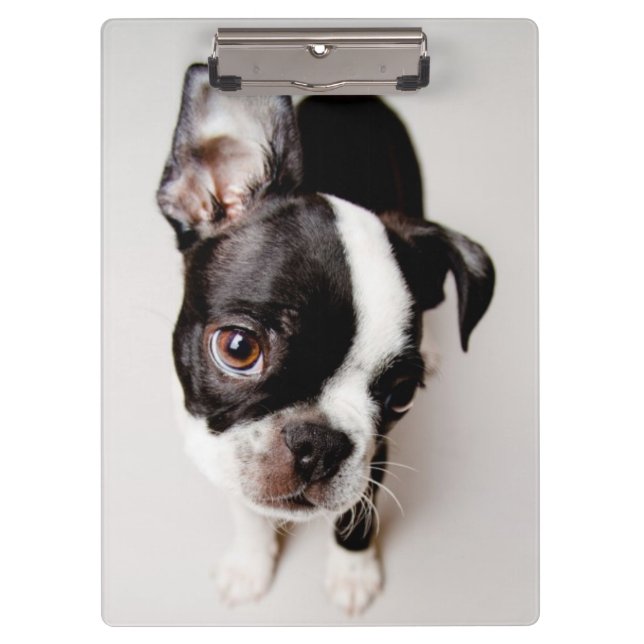 Edison Boston Terrier puppy. Clipboard (Front)