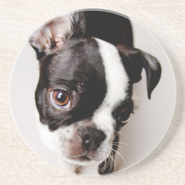 Edison Boston Terrier puppy. Coaster (Front)