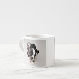 Edison Boston Terrier puppy. Espresso Cup