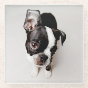 Edison Boston Terrier puppy. Glass Coaster