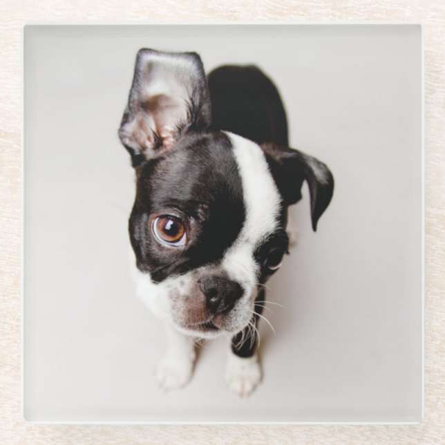 Edison Boston Terrier puppy. Glass Coaster (Front)