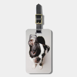 Edison Boston Terrier puppy. Luggage Tag