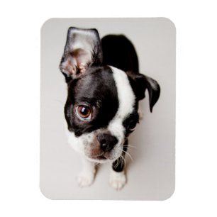 Edison Boston Terrier puppy. Magnet