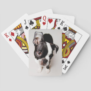 Edison Boston Terrier puppy. Playing Cards