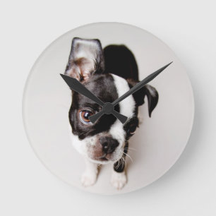 Edison Boston Terrier puppy. Round Clock