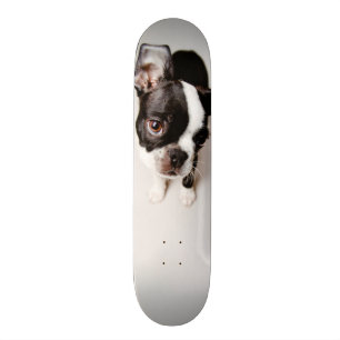 Edison Boston Terrier puppy. Skateboard