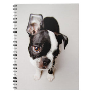 Edison Boston Terrier puppy. Spiral Notebook