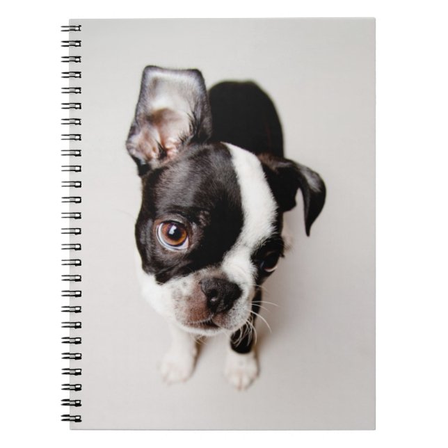 Edison Boston Terrier puppy. Spiral Notebook (Front)