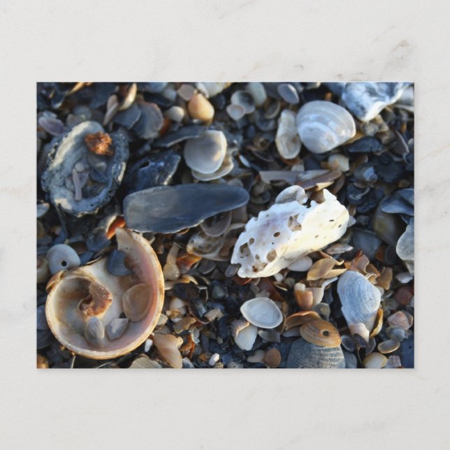 Edisto Beach Shells Postcard (Front)