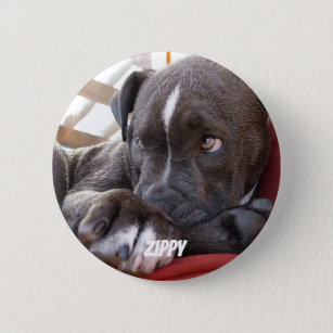 Editable Baby Pitbull Puppies 6 Cm Round Badge