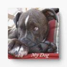 Editable Baby Pitbull Puppies