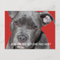 Editable Black Pitbull