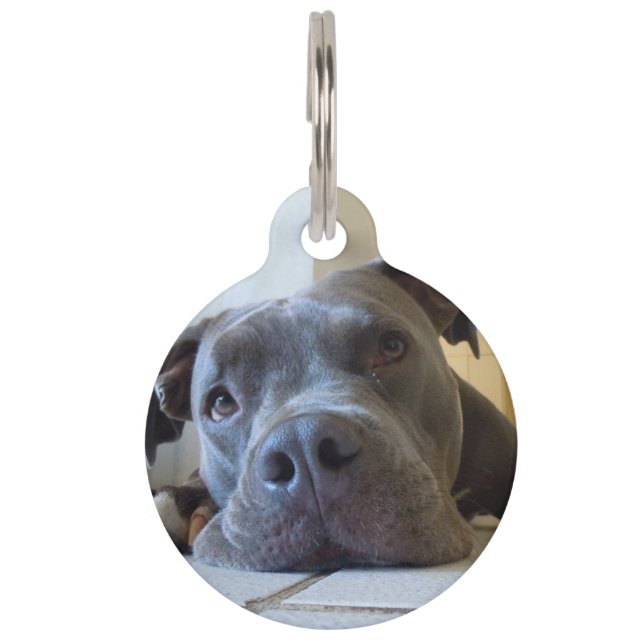 Editable Brown Pitbull Dog Pet Tag (Front)