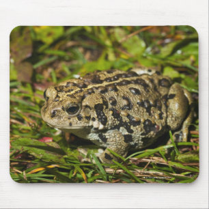 edmonton, alberta, canada 2 mouse pad