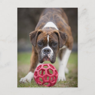 edmonton alberta canada postcard