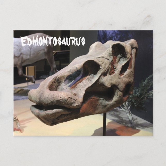Edmontosaurus Postcard (Front)