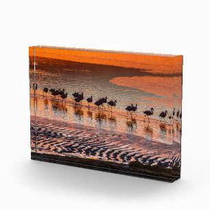 Eduardo Abaroa Andean Fauna National Reserve Photo Block
