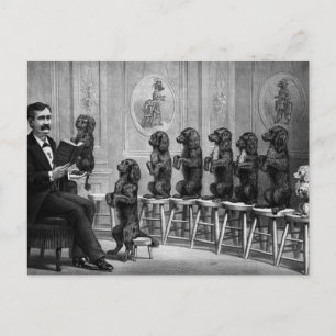 Educated Dogs Postcard