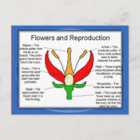 Education, Science, Flowers and reproduction