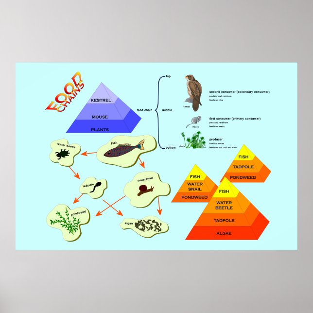 Education, Science,   Food Chains Poster (Front)