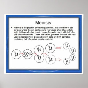 Education, Science, Meiosis Poster