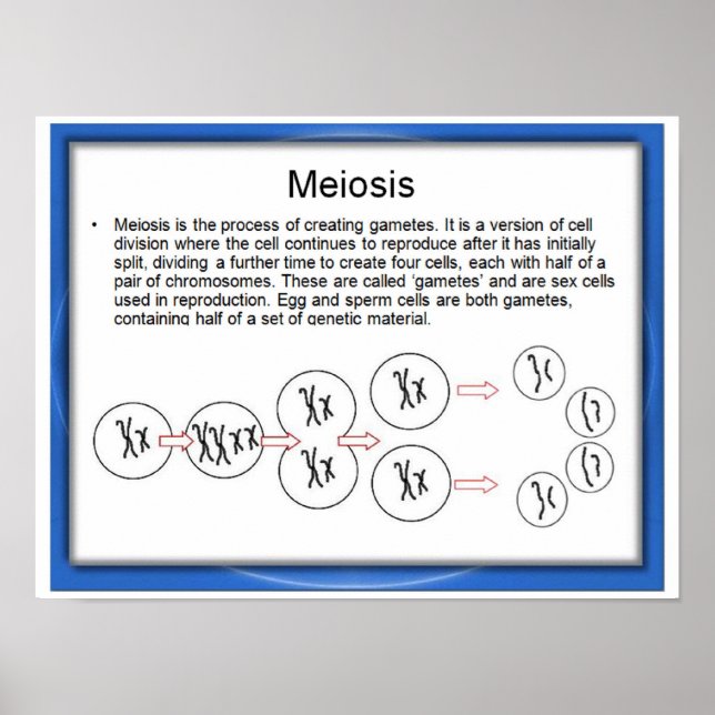 Education, Science, Meiosis Poster (Front)
