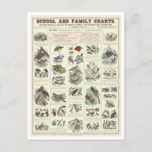 Educational Chart for Types of Birds Postcard