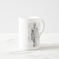 Educational Human Anatomy Chart